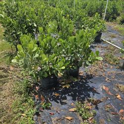 fast sale clusias over 3 feet tall Instant  Privacy  Hedge only  $12