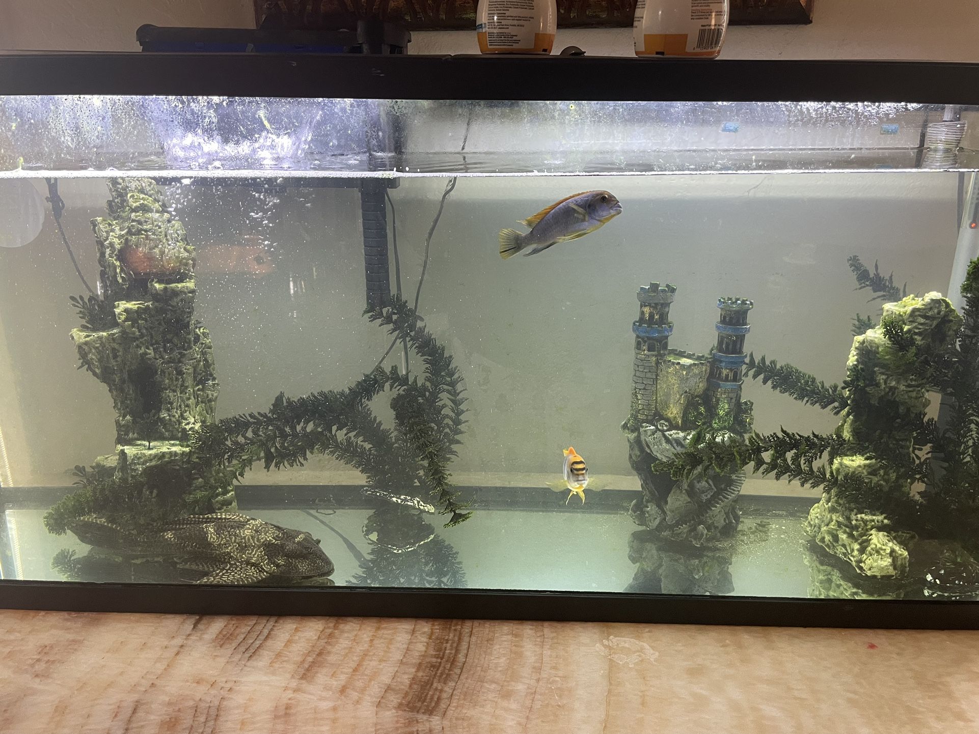 Fishes And Tank 