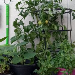 PlANTS TrEES FLOEERS CACTUS TOMATOED PEPPERS  ALOT MORE
