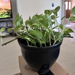 Beautiful Golden Pothos 