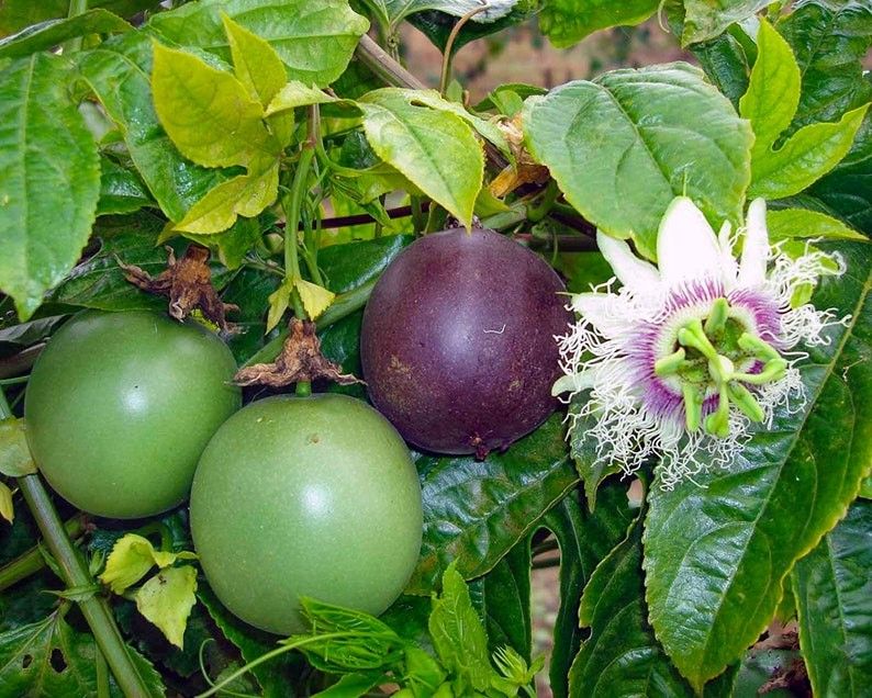 Nancy Garrison Passion Fruit Vine