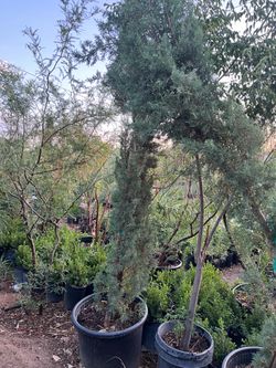 Ltalian cypress