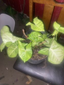 In Door Or Out Door Plant