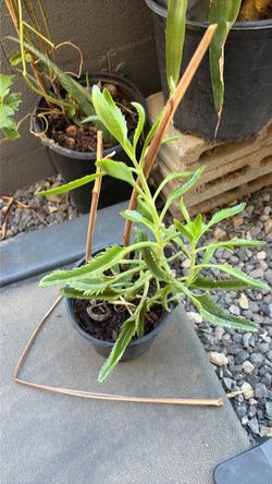 Planta