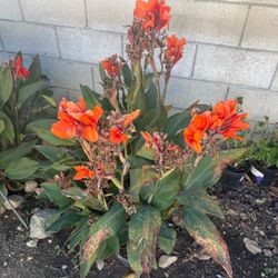 Assorted Canna Lilly’s different colors