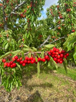 Stella Cherry Trees/ Árboles De Cherries $40