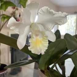 Large Cattleya Snow White.  