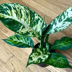 Dieffenbachia Sublime Plant / Low Light Friendly / Free Delivery Available 