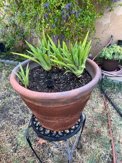 Agaves in Terra Cotta Pot