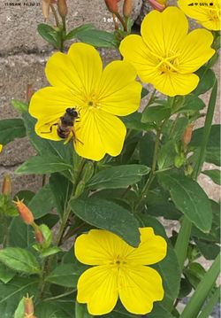 Perennial flowers