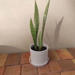 Small snake plant in flower pot