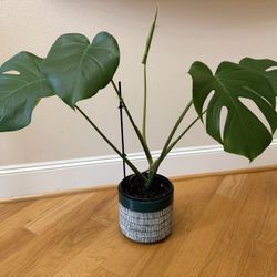 Live Healthy Monstera Deliciosa Plant In Ceramic Pot 