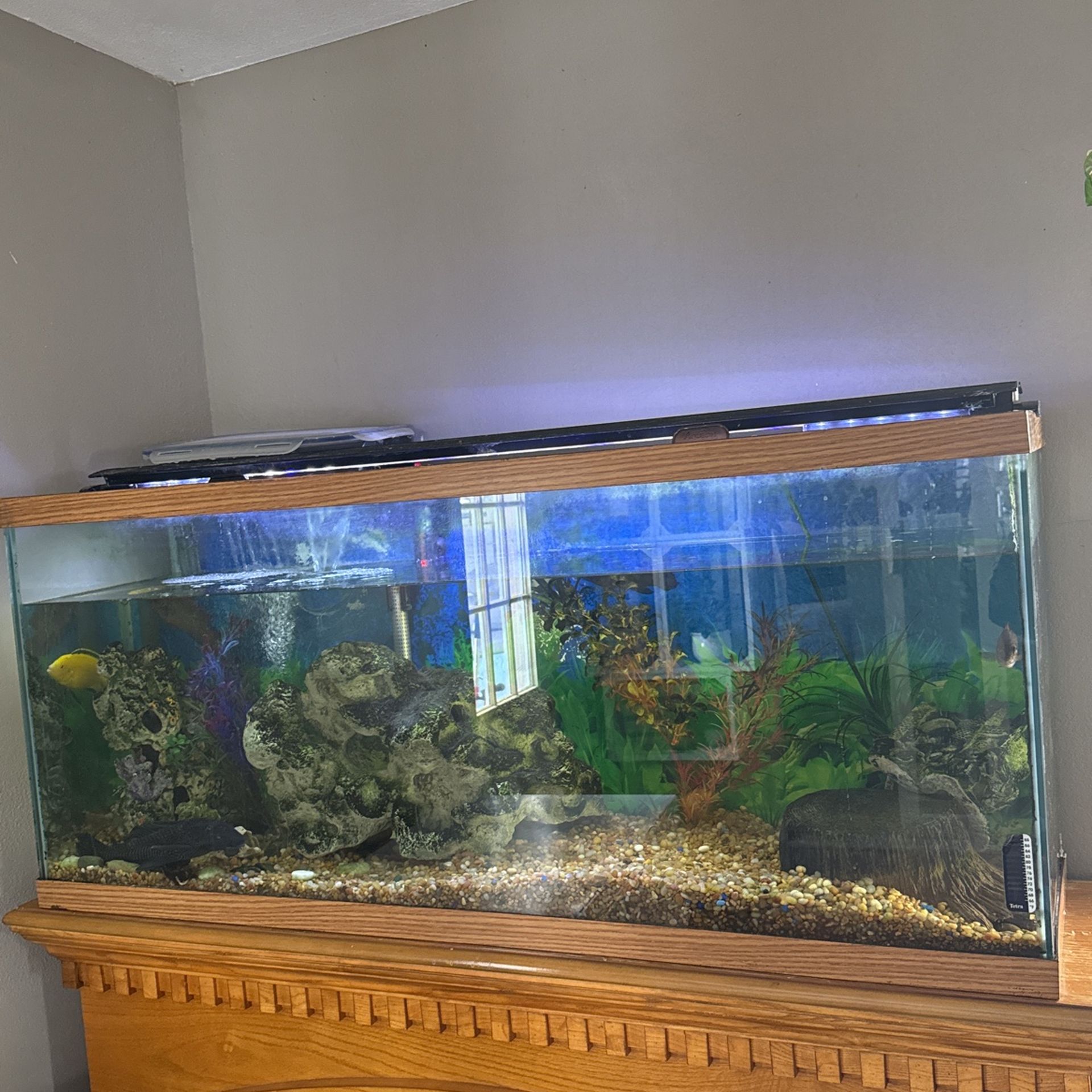 Fish Tank