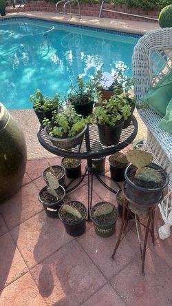 Succulent and Cactus in plastic pots