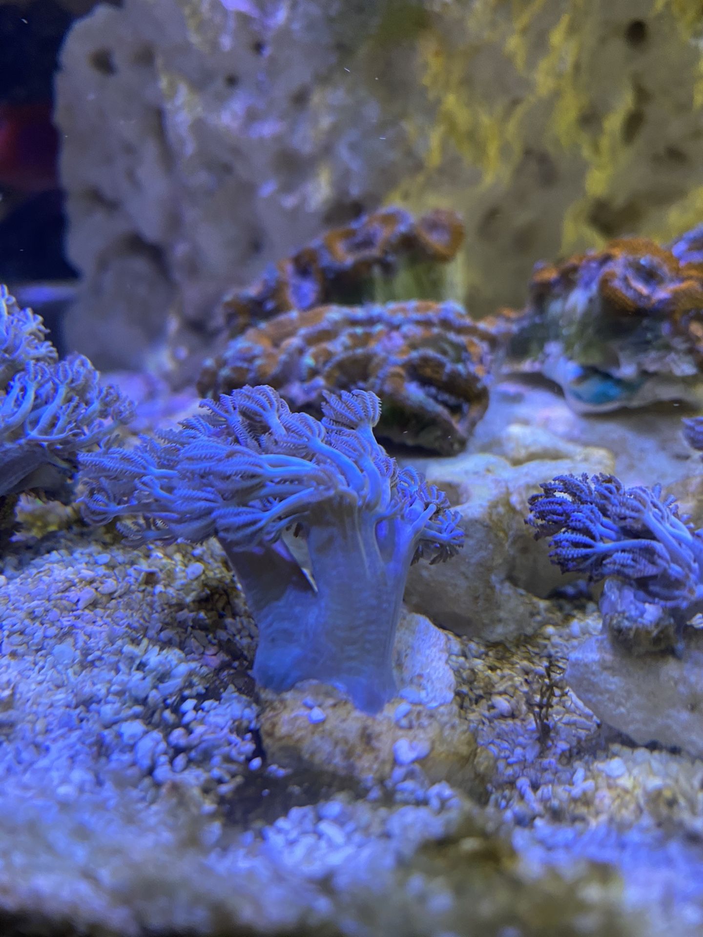 Pulsing Xenia coral frags