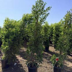 Ficus