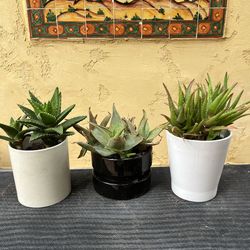3 succulents in ceramic pots