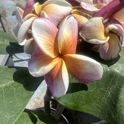 Plumeria J105