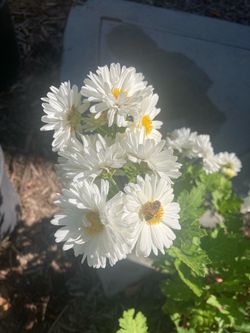 Heirloom Tea Chrysanthemum Plants “Bo Ju Hua”, 1 Qt, Medicinal Herb, Tea Garden, Traditional Chinese Medicine
