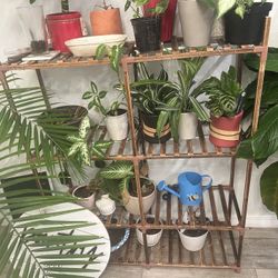 Bamworld Plant Stand – $45 (Stand) | $60 with Plants