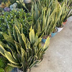 Snake Plants 