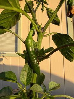 Fruiting Megatron Jalapeño Plants - Healthy & Ready to Eat! 🌶️