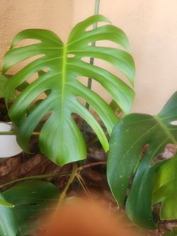 Monstera cutting