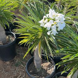Madagascar Palm 15g