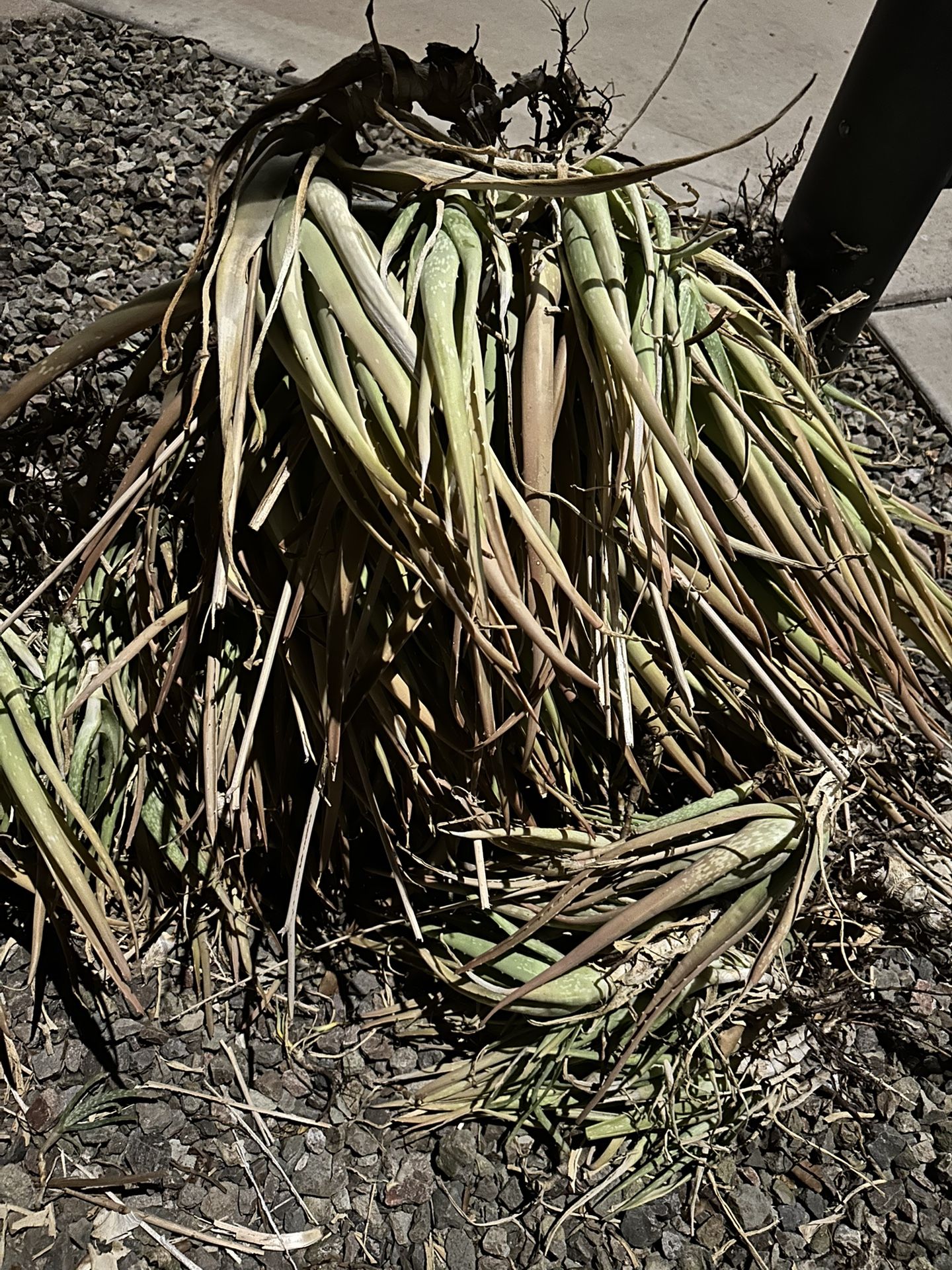 free alovera plants. 