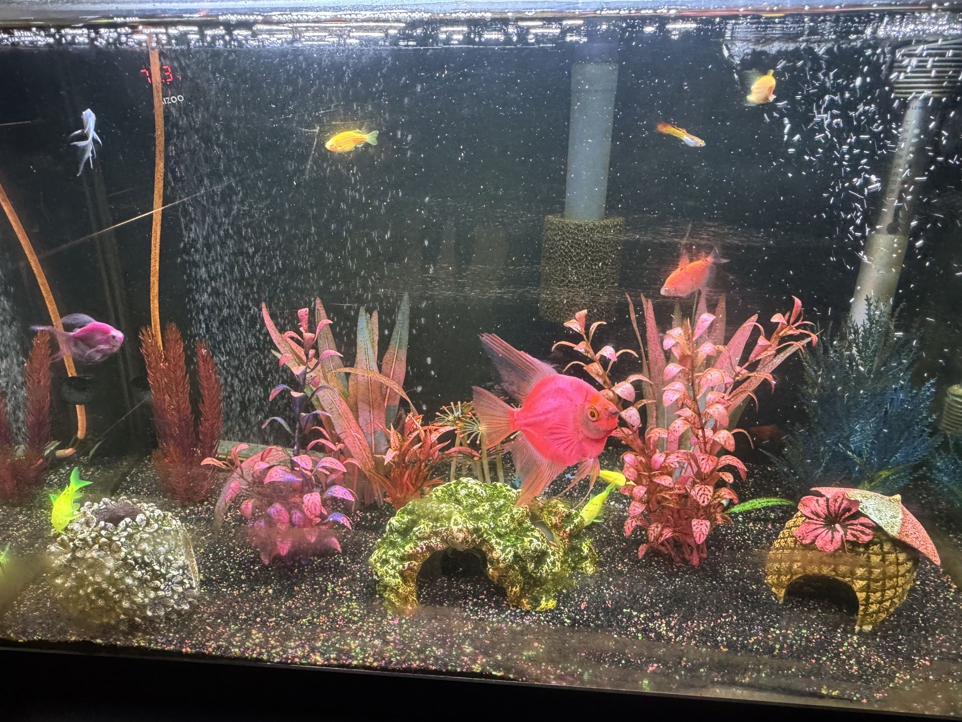 30 Gal Fish Tank With Fish Included