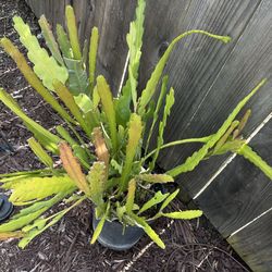 Epiphyllum (orchid cactus)
