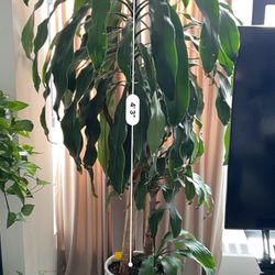 Dracaena o Corn Plant Healthy 5 Feet Tall With Pot