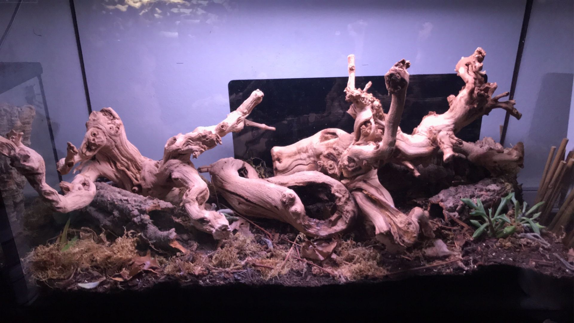 Reptile tank