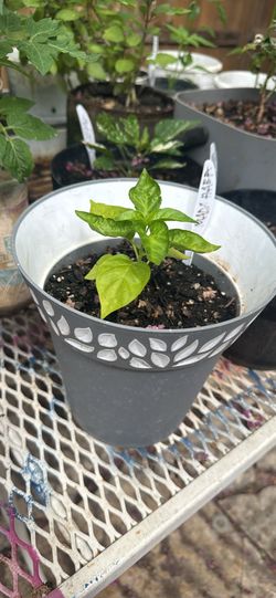 Healthy POTTED PLANTS 20 Each Or 2 For 15 Each TOMATO,BASIL,HABANERO,POBLANO 