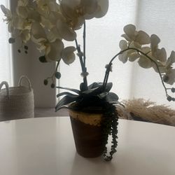 Faux Orchid Plant