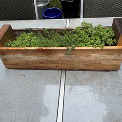 Succulant Centerpiece