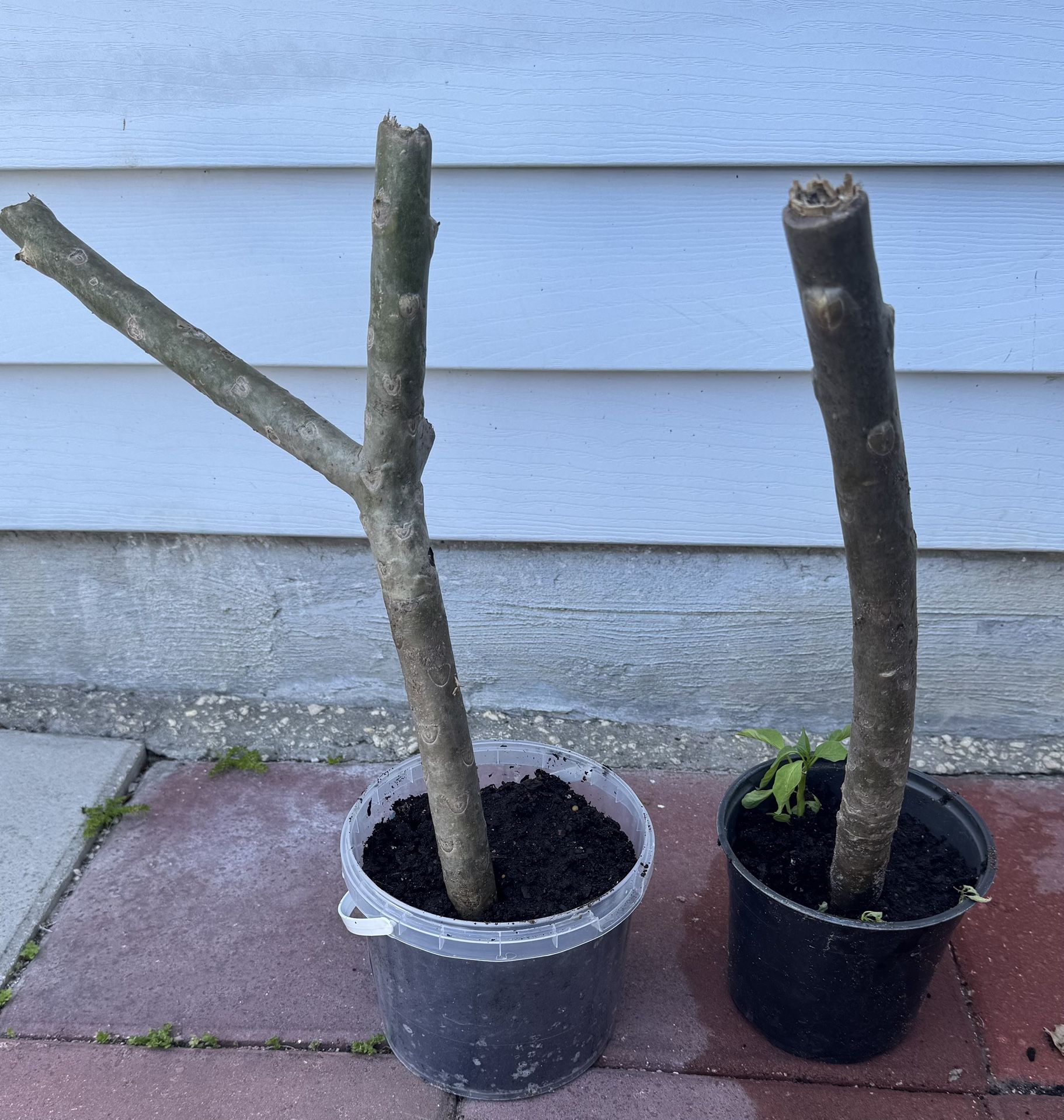 Plumeria Plants