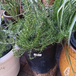 Plants For Sale 