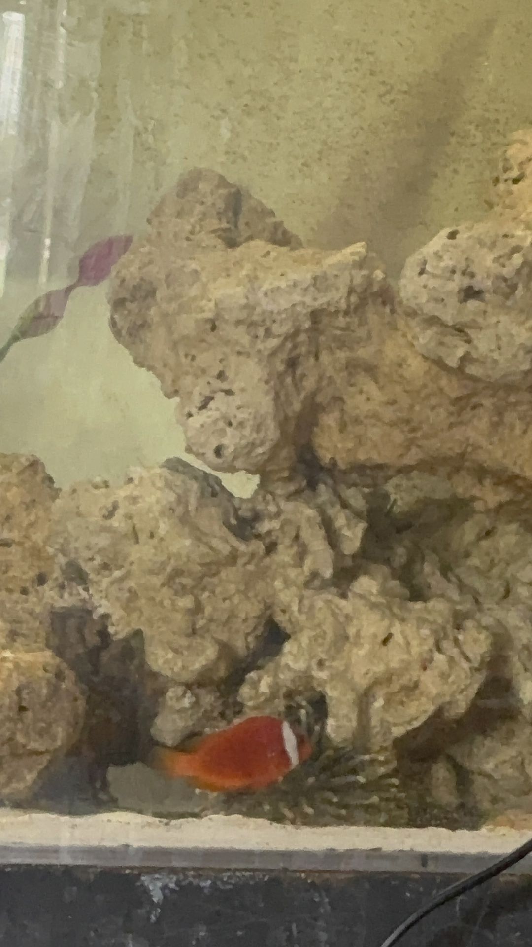 Fake Toy Clown Fish Asking $300 Or Best Offer