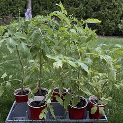 Large Heirloom Tomato Plants