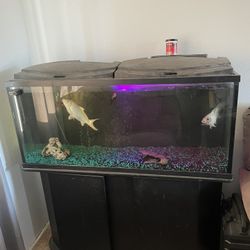  Fish Tank And Fish