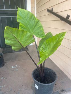 Big black and green Elephant Ear Plant