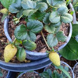 Strawberry Plant/Fresa 