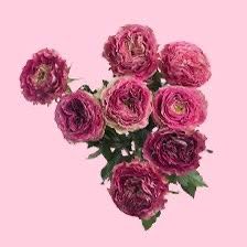 Rare European, Japan rose plants, Brujas