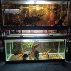75g Tanks ×2 And Stackable Iron Stand 