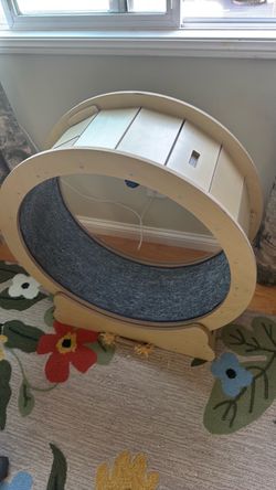 Cat treadmill