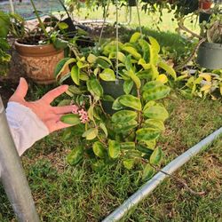 Wax Flower Or HOYA KRINKLE