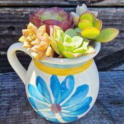 Mixed Succulents In Painted Planter 