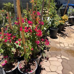 Bougainvillea