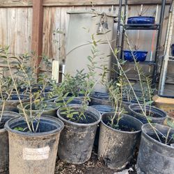 Olive Trees, 1 Foot Tall Some Taller Some Shorter $10 Each